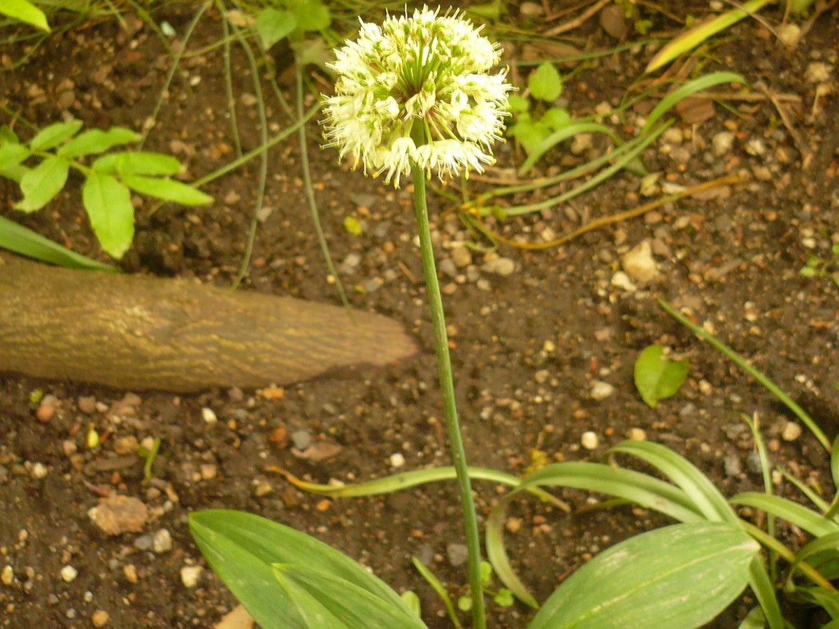 Allium victorialis (Amaryllidaceae)